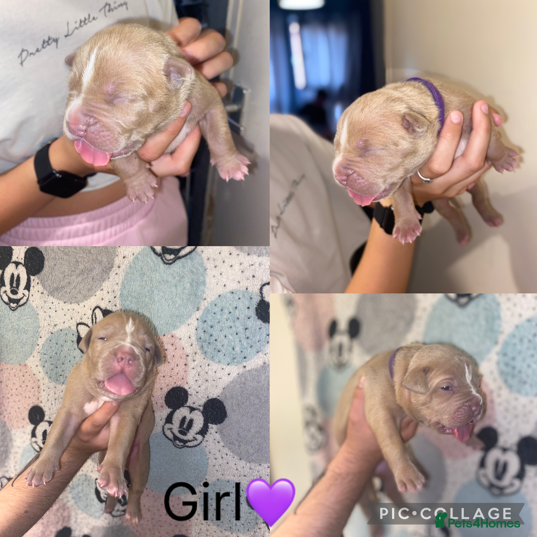 Mixed Breed dogs for sale: 🐶Staffy x Belgian Malinois puppies🐶 - Image 3