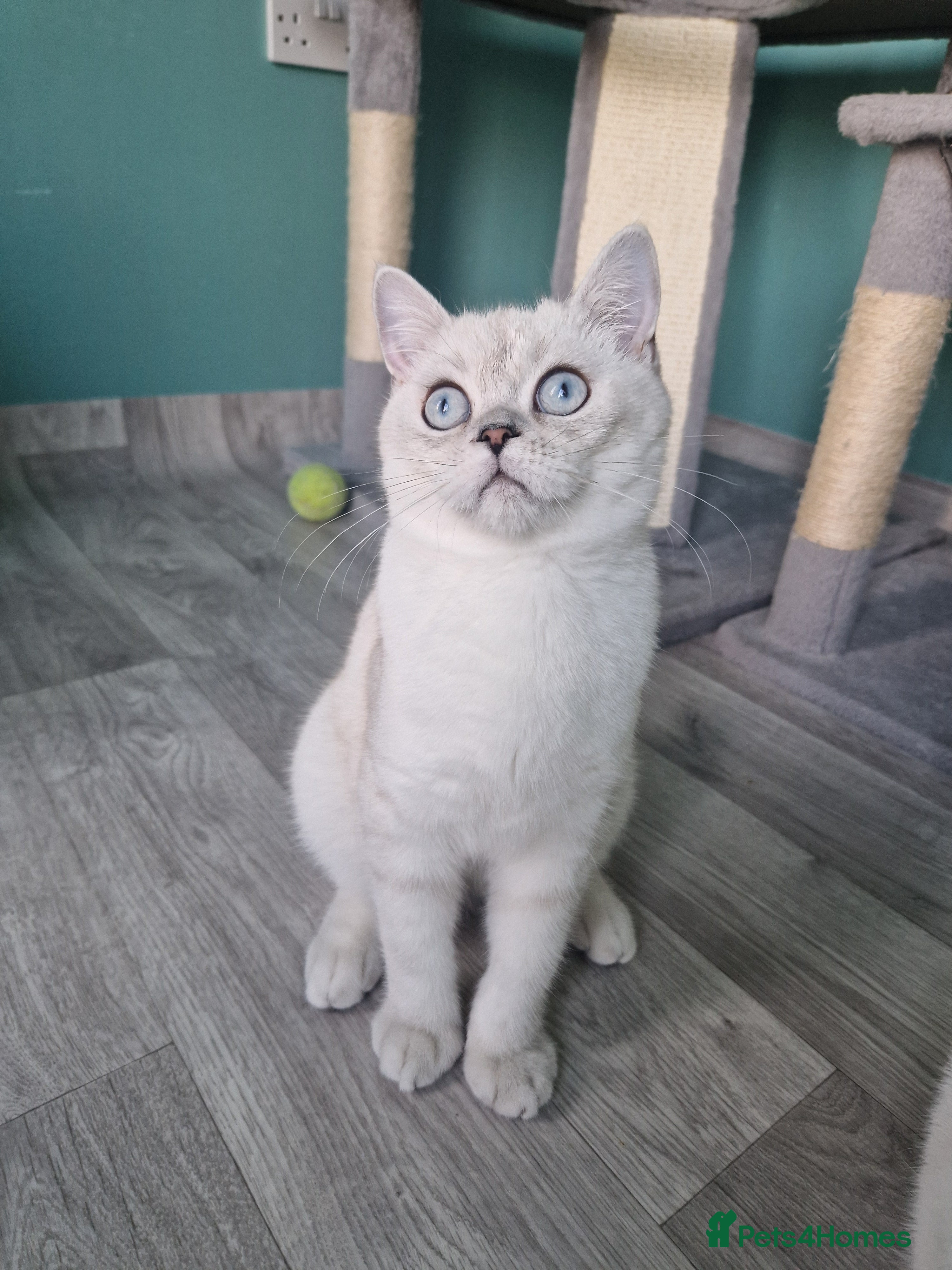 Scottish Fold cats  Scottish fold and straight looking a Sweet🏡 💖 - Advert 3