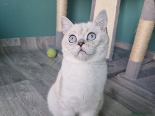 Scottish Fold cats Scottish fold and straight looking a Sweet🏡 💖 - Advert 9