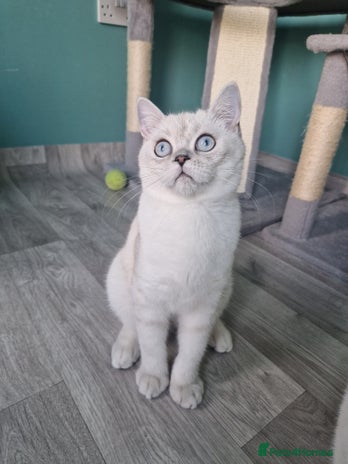 Scottish Fold cats Scottish fold and straight looking a Sweet🏡 💖 - Advert 1