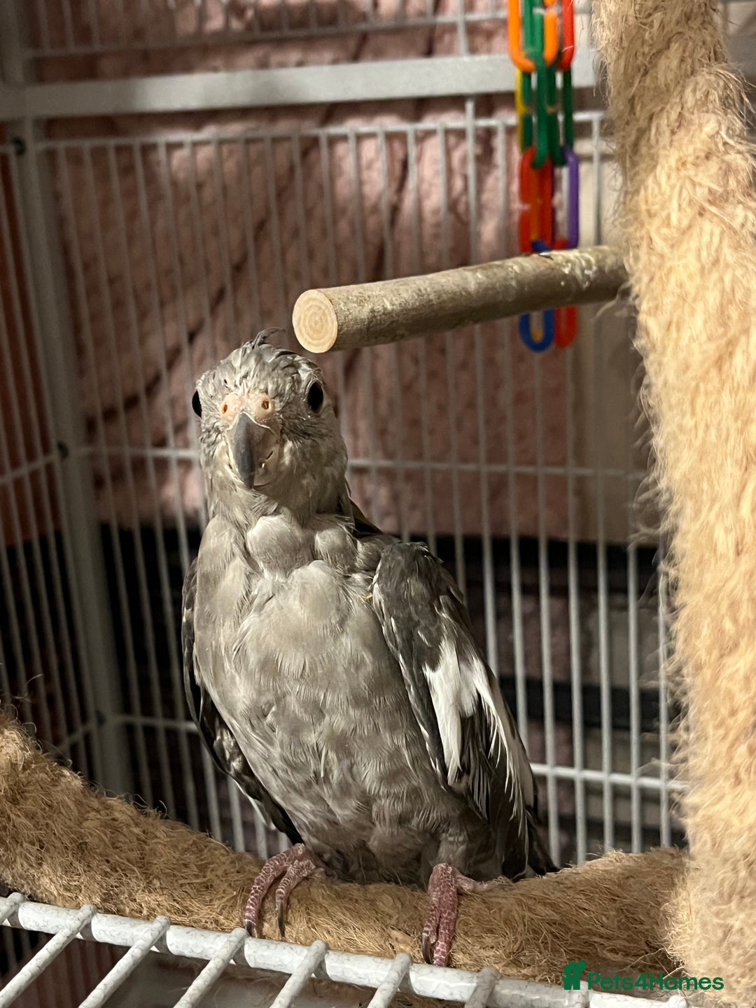 Cockatiels birds for sale: 🐦 Cockatiels with Large Double Cage - Image 4