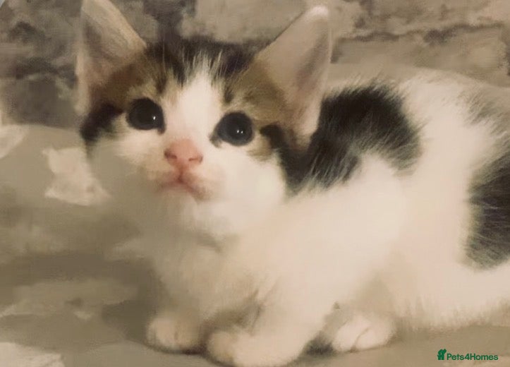 Mixed Breed cats Adorable Maine Coon Mix Kittens 🧡🤎🖤🤍 - Advert 2