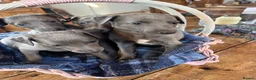 Whippet dogs for sale: KC REGISTERED BLUE WHIPPET PUPPIES in Gloucester - Advert 13