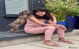 Mixed Breed dogs for sale: Last Four Mastiff pups available  - Image 6
