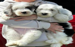 Sheepadoodle dogs for sale: unique midi sheepadoodle babies - Image 17