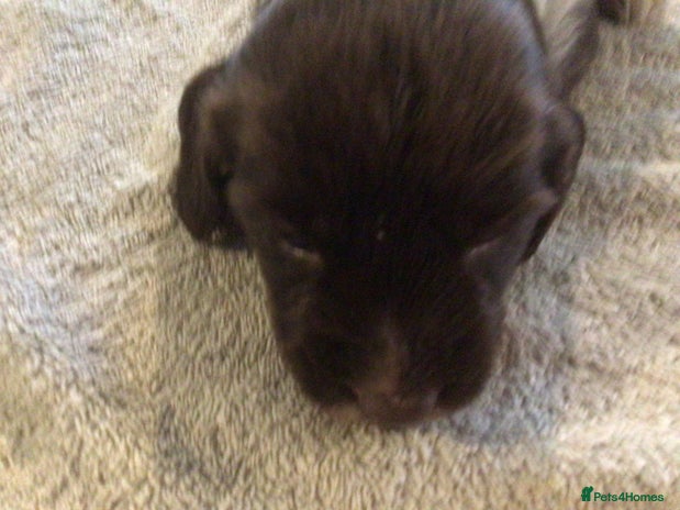 English Springer Spaniel dogs - Advert 2