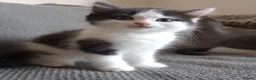 Ragdoll cats for sale: Adorable Chinchilla Persian x Ragdoll kittens - Advert 3