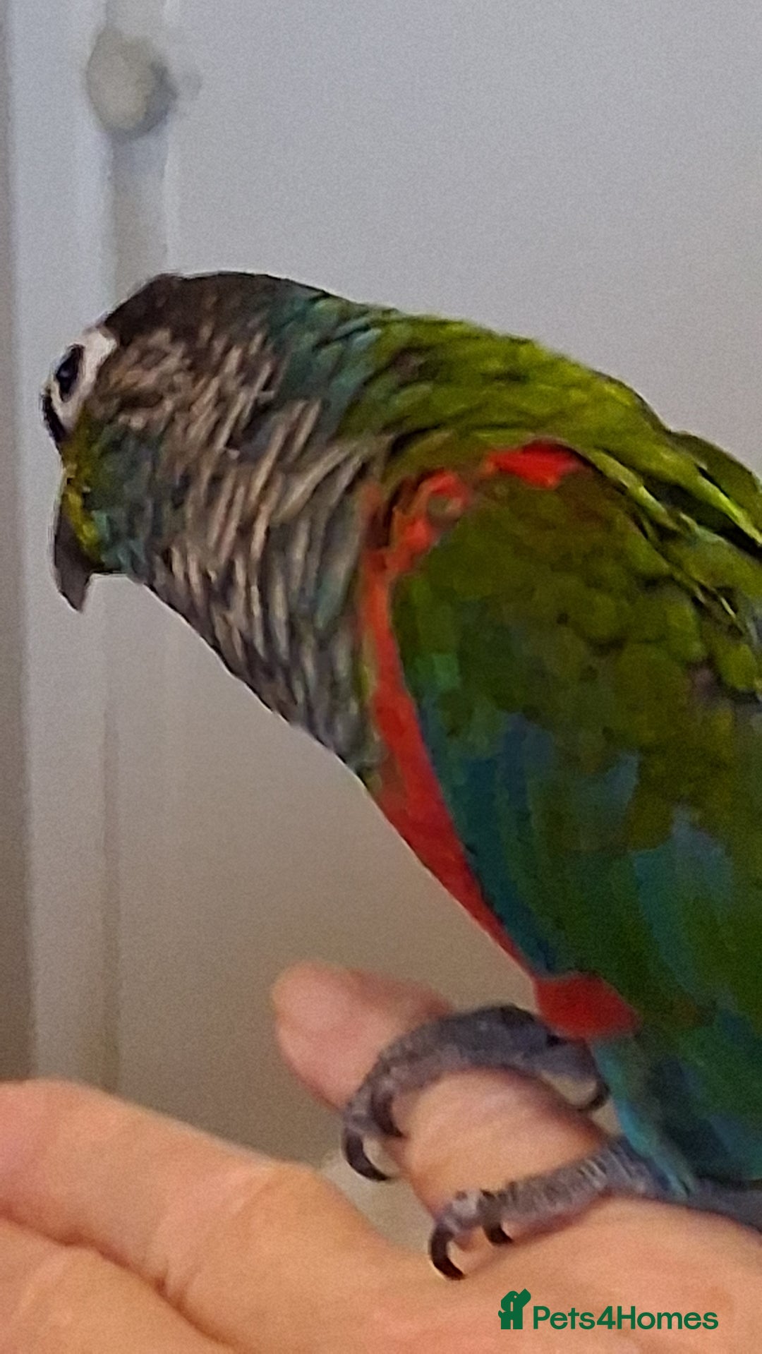 Conures birds for sale: Red Bellied Conure - Image 3