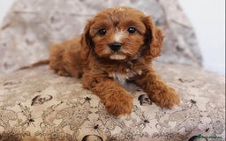 Cavapoo dogs for sale: Beautiful Cavapoo puppies! - Image 6