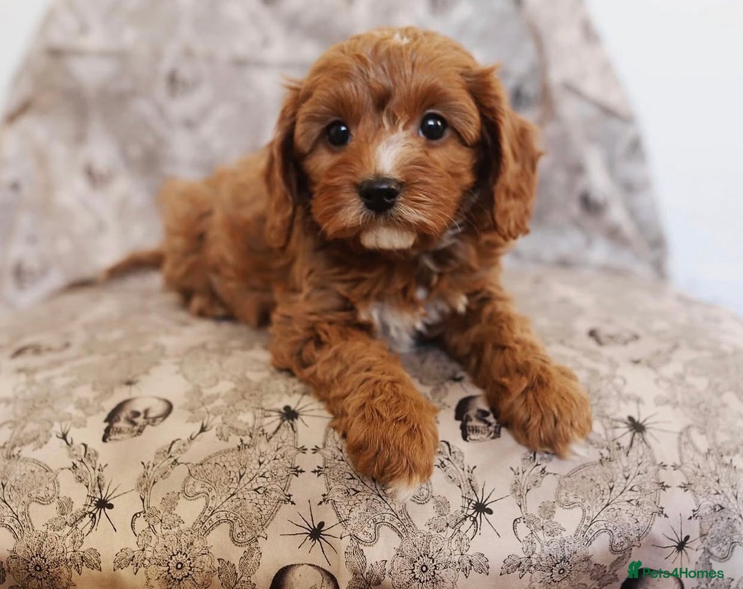 Cavapoo dogs for sale: Beautiful Cavapoo puppies! - Image 6