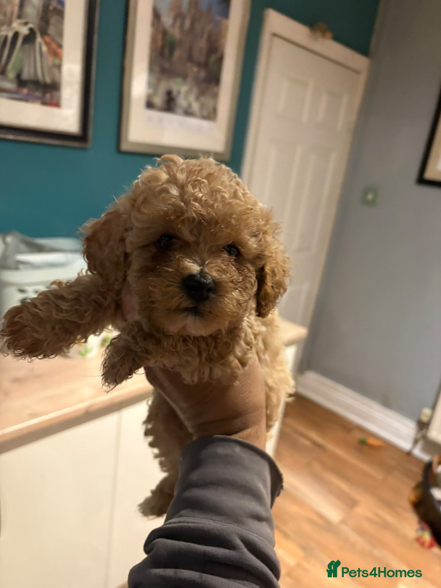 Poochon dogs for sale: Homebred poochons . Ready now  - Advert 1