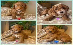 Cavapoo dogs for sale: Beautiful Cavapoo F1B  - Image 1