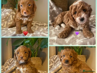 Cavapoo dogs for sale - Advert 1