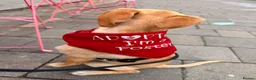 Mixed Breed dogs for sale: Peanut is up for Adoption!  in London - Advert 2