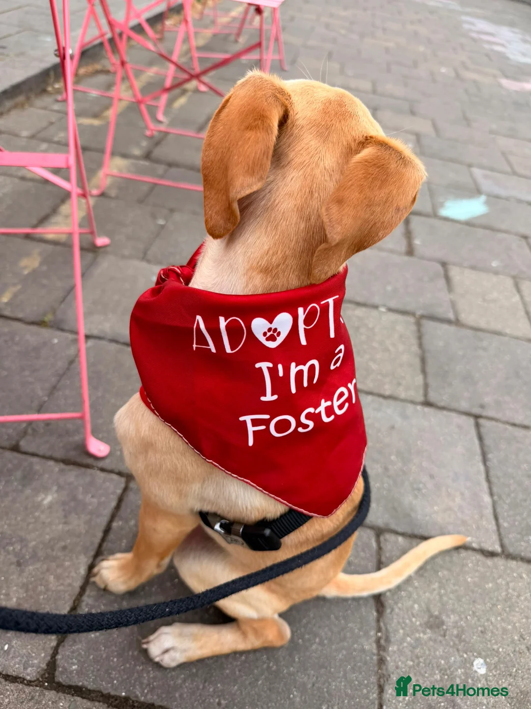 Mixed Breed dogs for sale: Peanut is up for Adoption!  in London - Advert 2