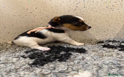 Jack Russell dogs for sale: Jack Russell puppies  - Image 4