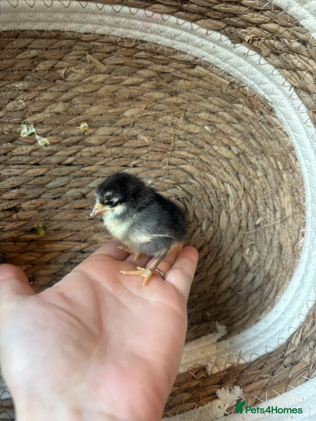 Chickens poultry for sale: Serama (smallest breed of chicken in the world) - Advert 1