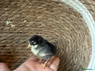 Chickens poultry Serama (smallest breed of chicken in the world) - Advert 2