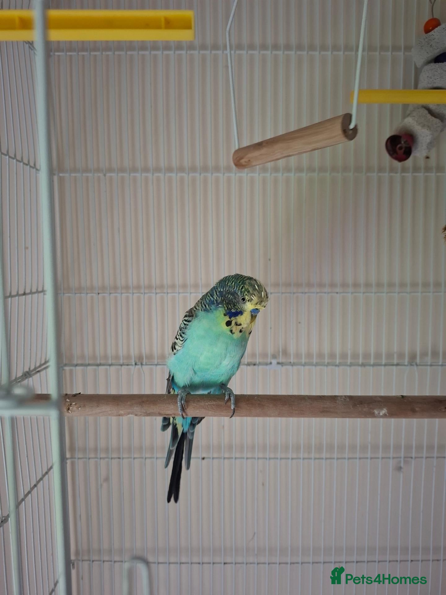 Budgerigars birds Silly tamed boy Budgie - Advert 2