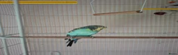 Budgerigars birds for sale: Silly tamed boy Budgie - Advert 1