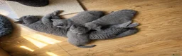 British Shorthair cats for sale: *Ready to leave in 1 week* Blue BSH GCCF Kittens  - Advert 12