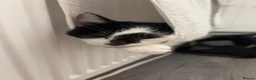 Domestic Shorthair cats for sale: Female kitten  - Advert 4