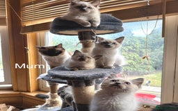 Ragdoll cats for sale: 4 beautiful ragdoll kittens  - Image 34