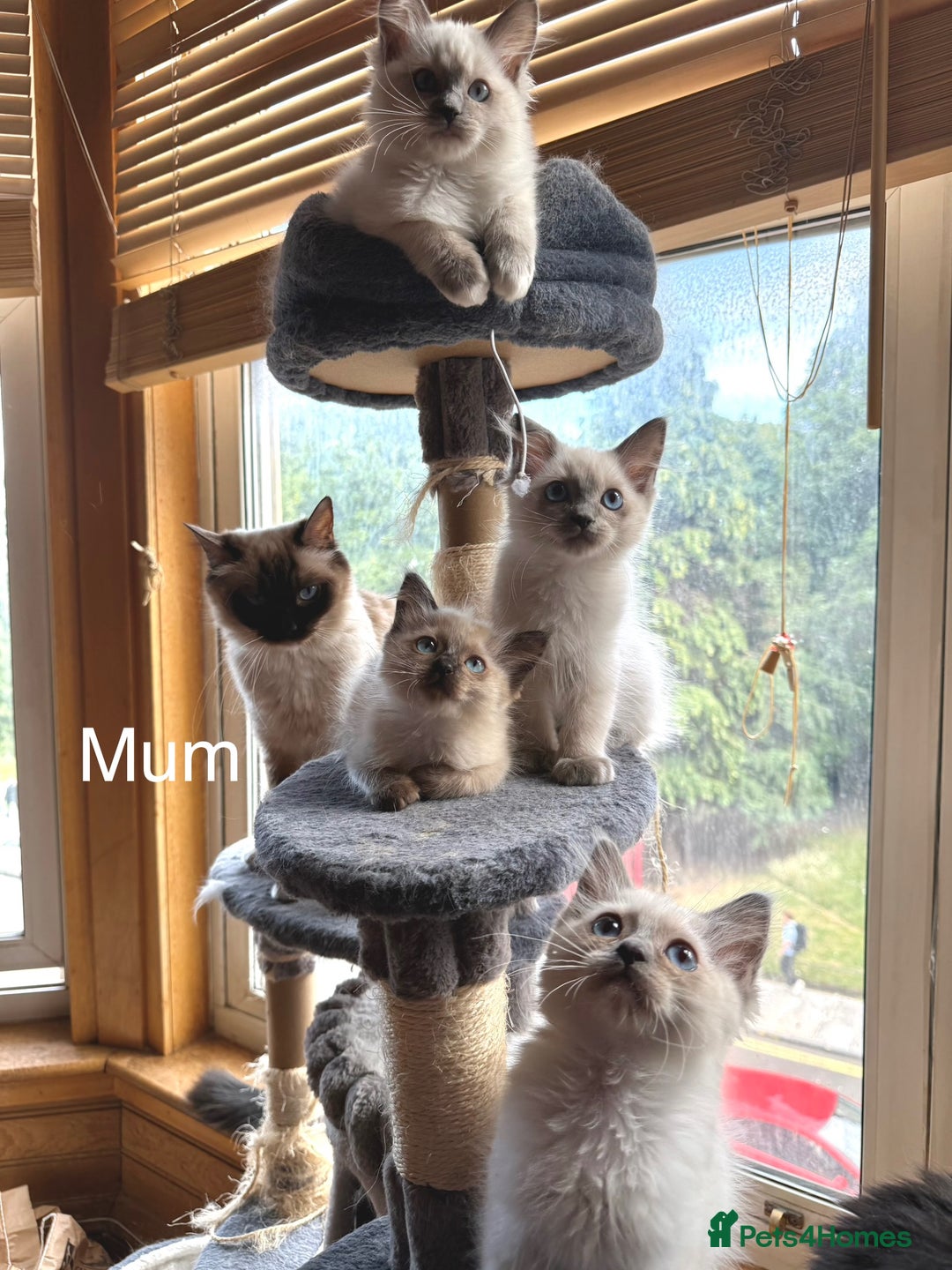Ragdoll cats for sale: 4 beautiful ragdoll kittens  - Image 34
