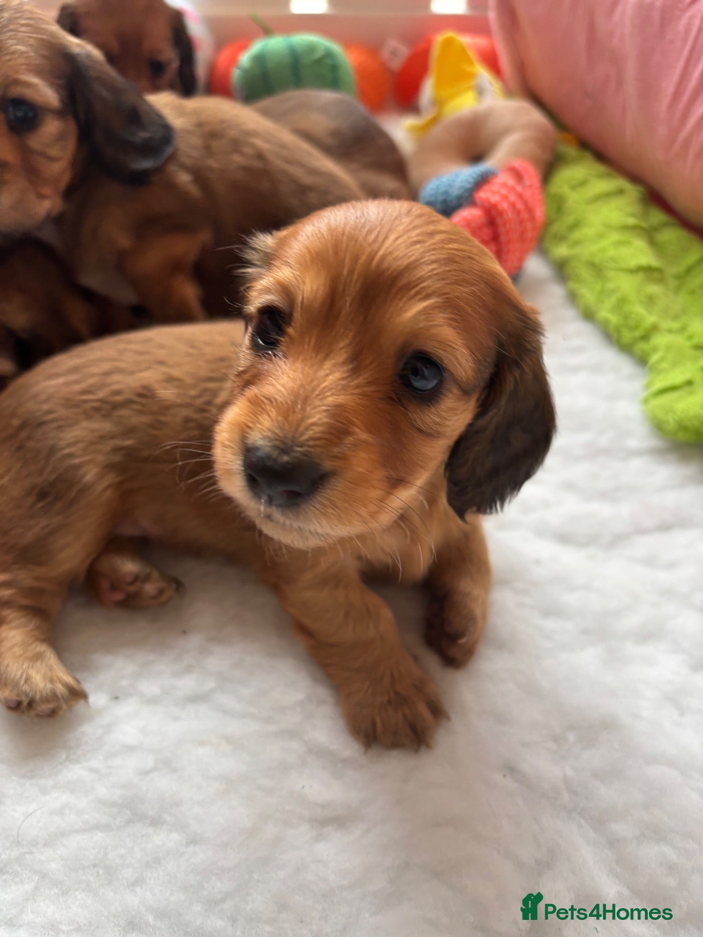 Miniature Dachshund dogs 2 beautiful tiny girls left  - Advert 2