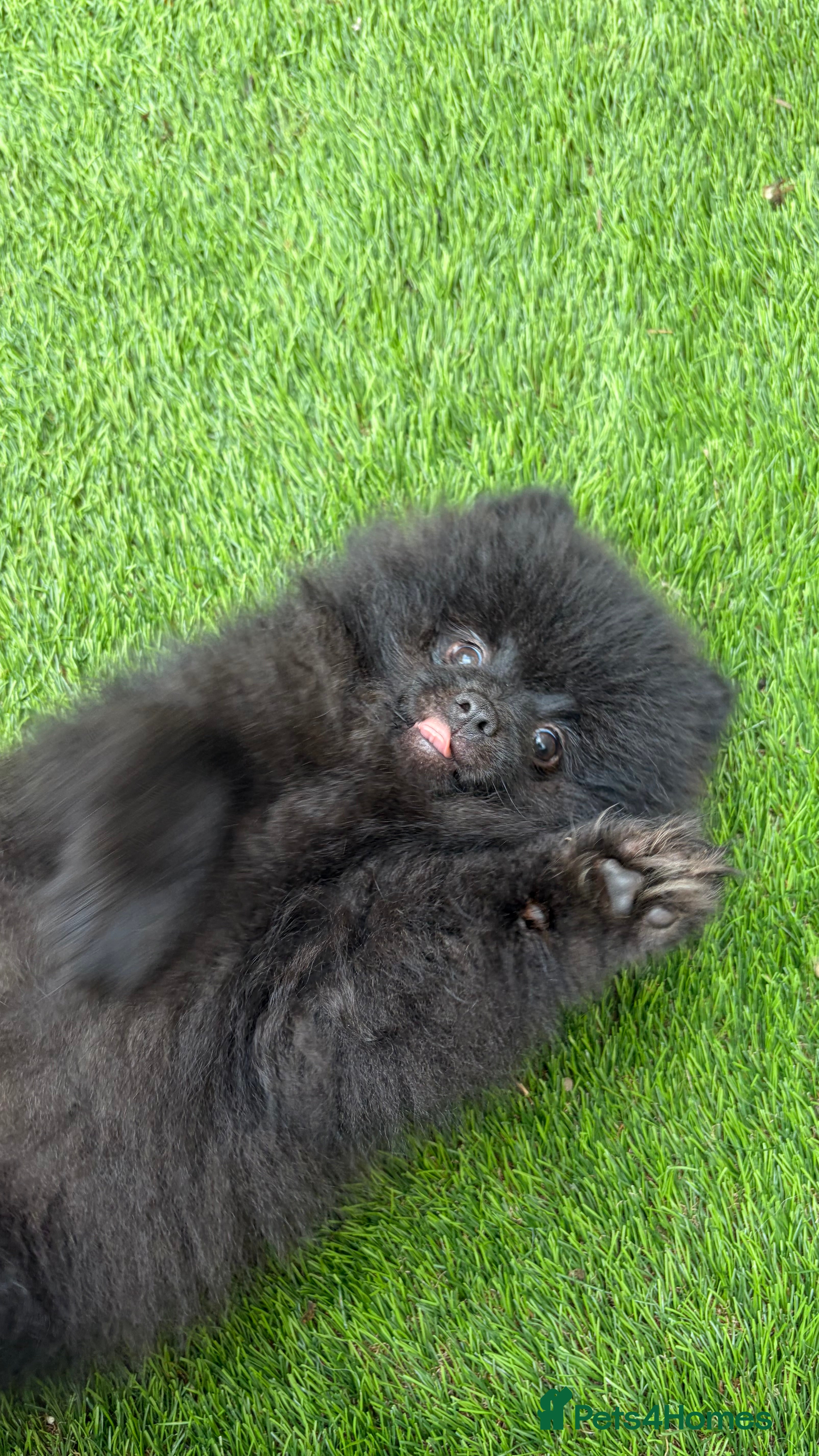 Pomeranian dogs 2 stunning male Pomeranian ready for new homes now - Advert 2