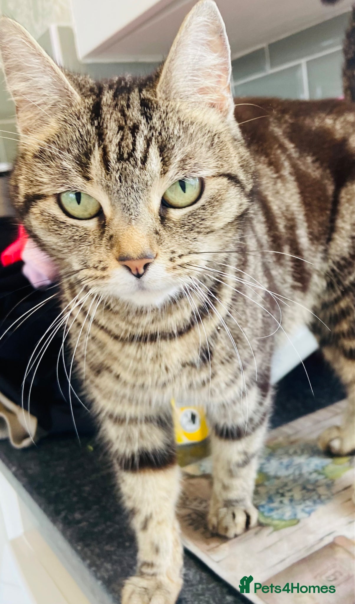 Toyger cats for sale: Mixed tabby toyger kittens  in Hull - Advert 1