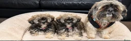 Shih Tzu dogs for sale: ✨ Stunning Teddy Bear Shih Tzu Puppies ✨ - Advert 4