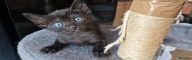 Siamese 4
