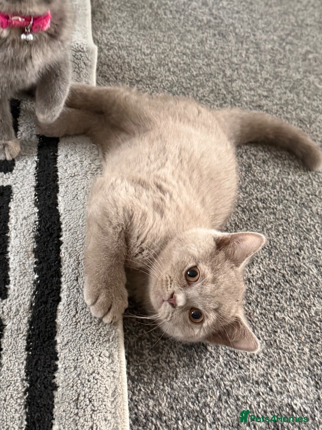 British Shorthair cats for sale: LAST TWO BRITISH SHORTHAIRS LEFT  - Advert 1