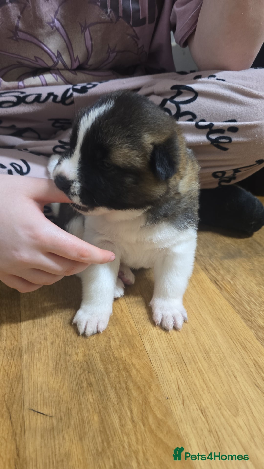 Akita dogs for sale: Female American akita - Advert 4