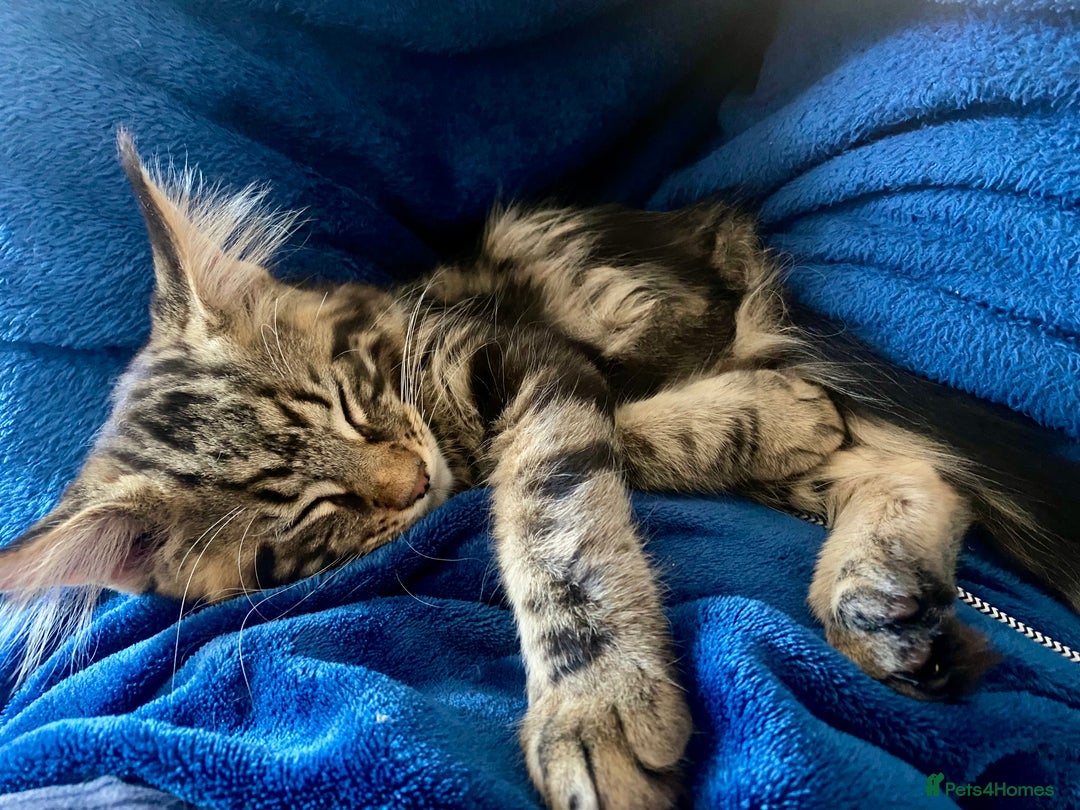Maine Coon cats for sale: Last beautiful boy Mainecoons health checked - Image 4