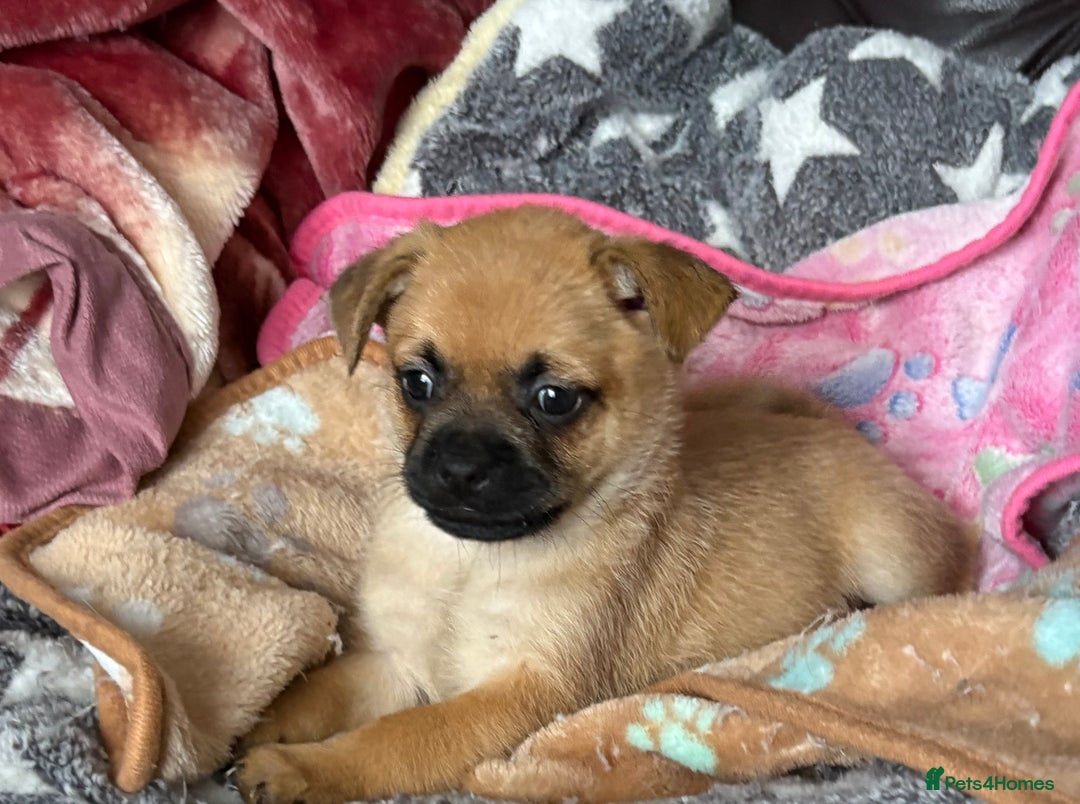 Mixed Breed dogs for sale: a Paperanian cross Pug  - Image 1
