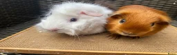 Guinea Pig rodents for sale: Bonded pairs of guinea pigs available now - Advert 3
