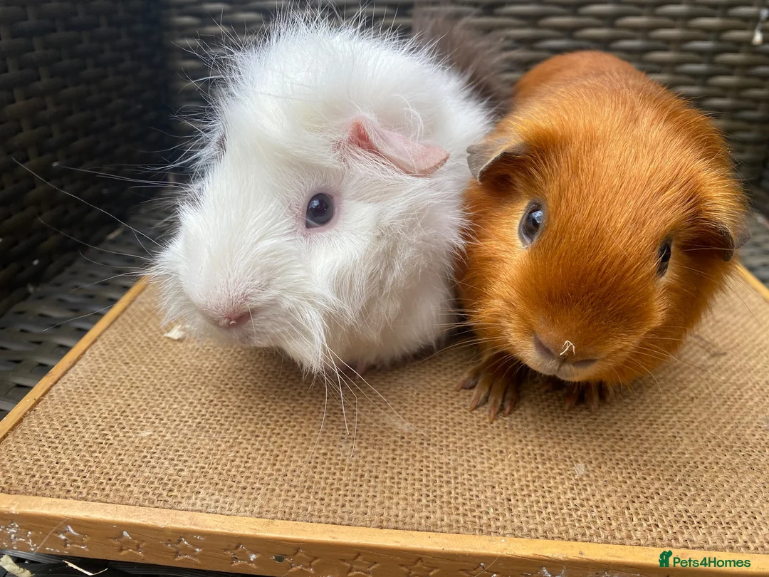 Guinea Pig rodents for sale: Bonded pairs of guinea pigs available now - Advert 3