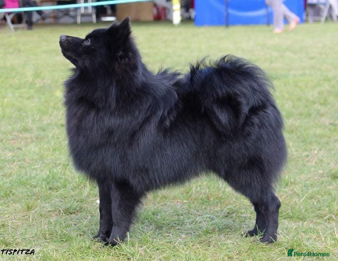 German Spitz dogs for sale: German spitz mittel male puppy - Advert 1