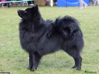 German Spitz dogs German spitz mittel male puppy - Advert 3