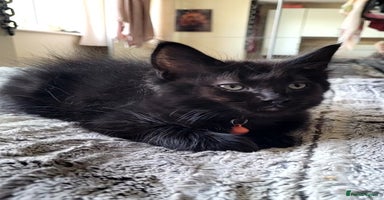 Maine Coon cats - Advert 5