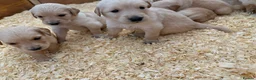 Golden Retriever dogs for sale: Golden Retriever Puppies  - Advert 12