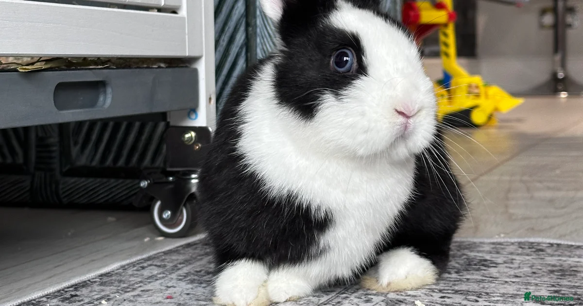 Gorgeous Vienna Netherland Dwarf Rabbit for sale in Haverhill | Pets4Homes