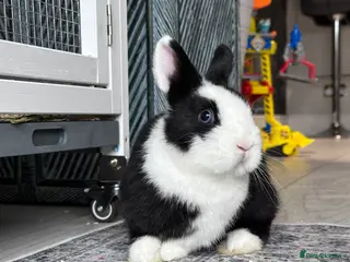 Netherland Dwarf rabbits Gorgeous Vienna Netherland Dwarf Rabbit in Haverhill - Advert 16