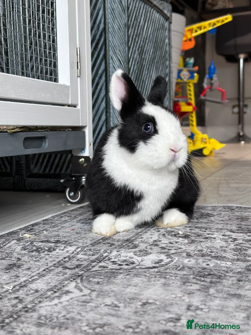 Gorgeous Vienna Netherland Dwarf Rabbit for sale in Haverhill | Pets4Homes