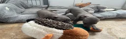 Italian Greyhound dogs for sale: BEAUTIFUL ITALIAN GREYHOUND PUPPIES  - Advert 9