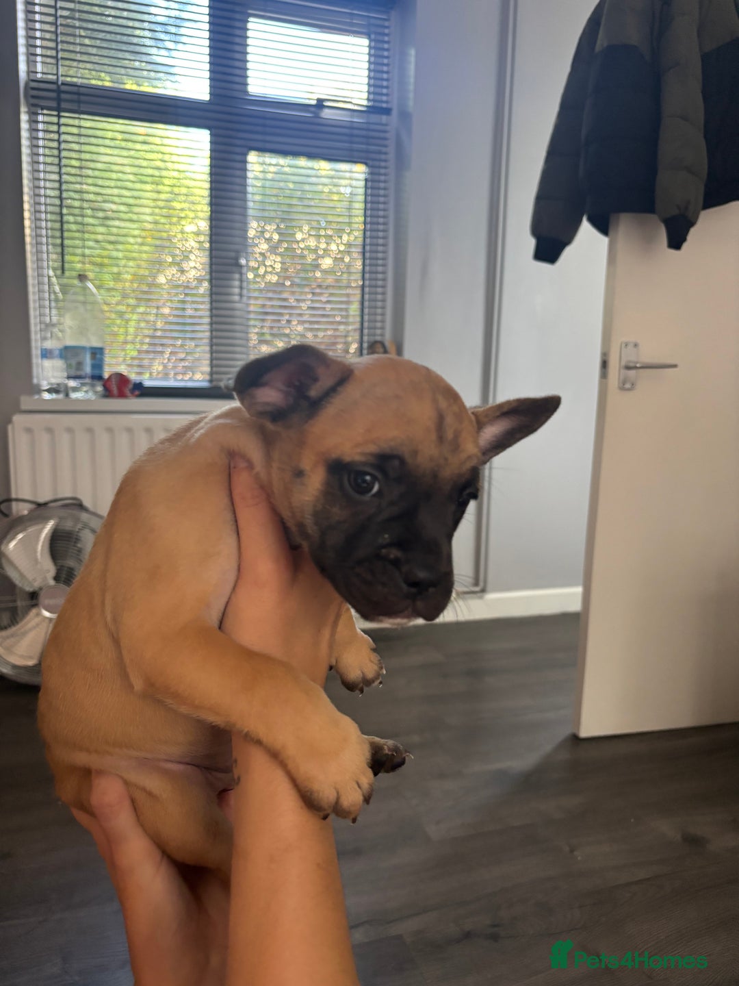 Mixed Breed dogs for sale: French bulldog x - Image 6