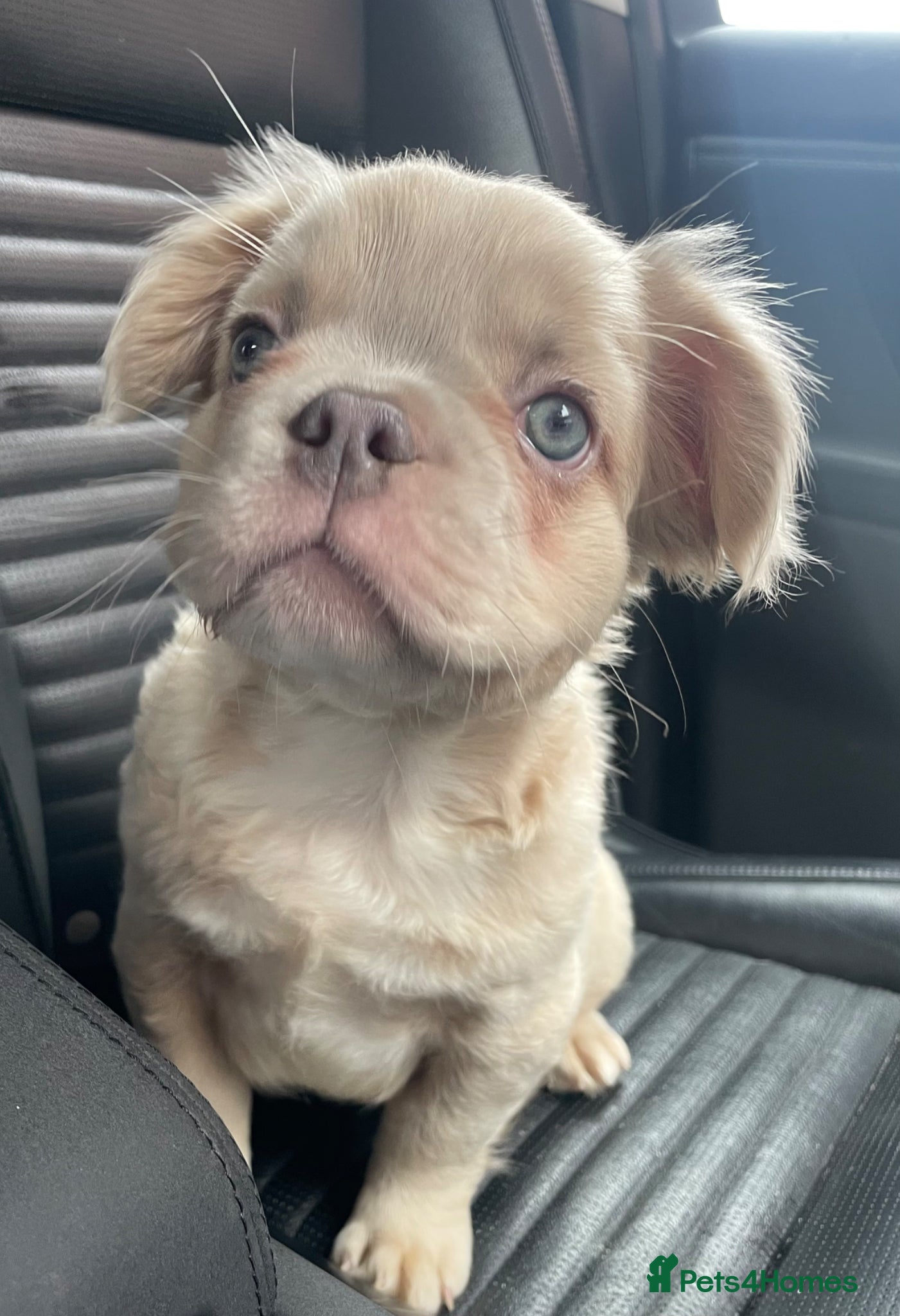 French Bulldog dogs for sale: 🔥 Male Platinum Fluffy Frenchies -Carrying PINK  - Advert 9