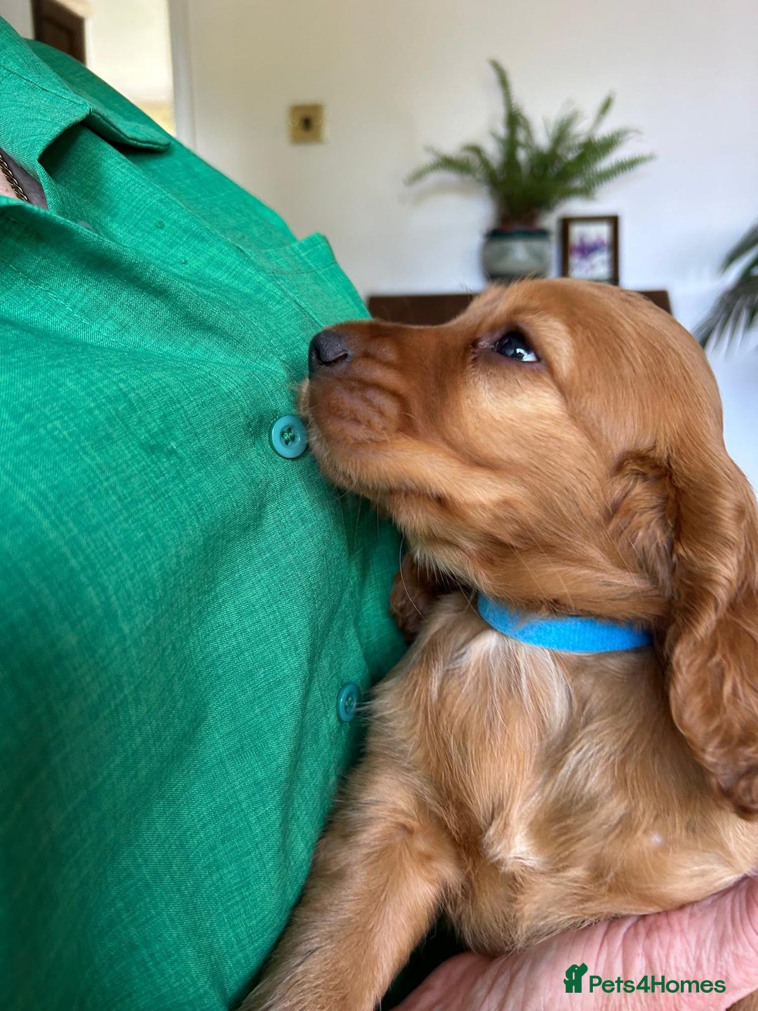 Cocker Spaniel dogs for sale: Gold show type cocker spaniel puppies  - Image 4